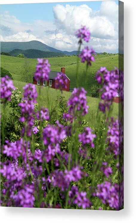 Grass Acrylic Print featuring the photograph Landscape with purple flowers in Virginia by Emanuel Tanjala