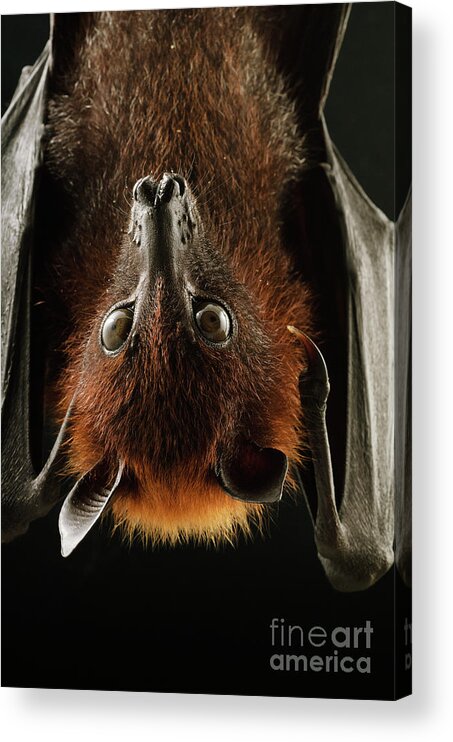 00451002 Acrylic Print featuring the photograph Large Flying Fox Roosting by Chien Lee