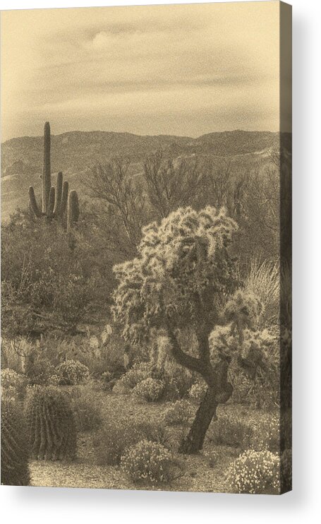 Teddy Bear Cholla Acrylic Print featuring the photograph Last Light before Night ant by Theo O'Connor