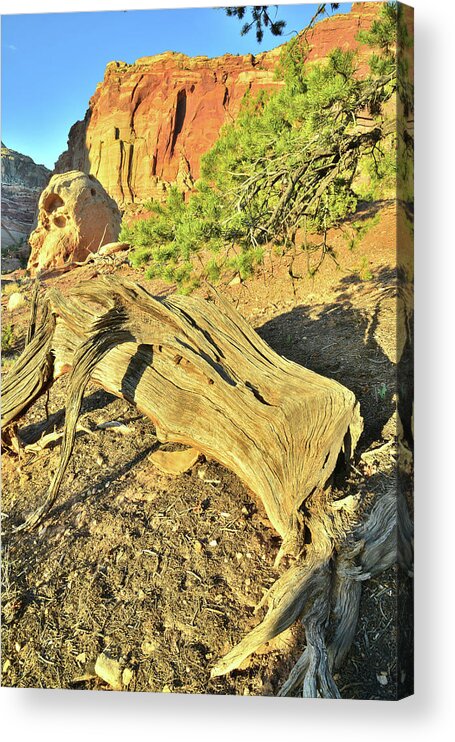 Capitol Reef National Park Acrylic Print featuring the photograph Last Light on Capitol Gorge by Ray Mathis