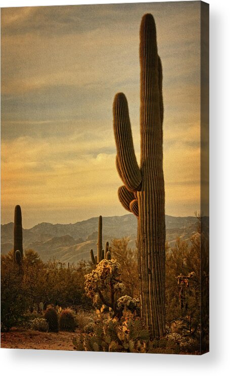 Saguaro Cacti Acrylic Print featuring the photograph Late light 0n Saguaro txt by Theo O'Connor