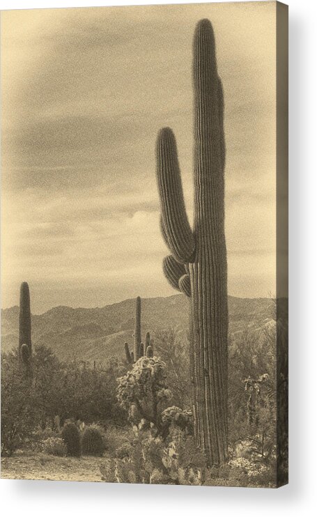Saguaro Cacti Acrylic Print featuring the photograph Late Light on Saguaro ant by Theo O'Connor