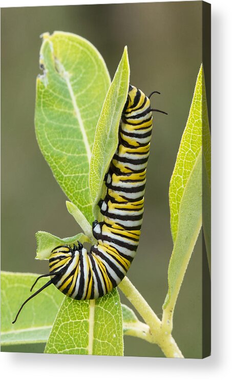 Monarch Butterfly Acrylic Print featuring the photograph Late Season Monarch by Jim Zablotny