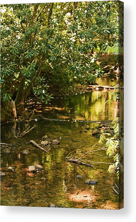 Mountain Laurel Acrylic Print featuring the photograph Laurel Reflections by Darlene Bell