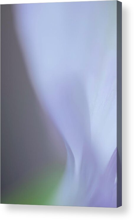 Micro Photography Acrylic Print featuring the photograph Lavender Fall by Kathleen Messmer
