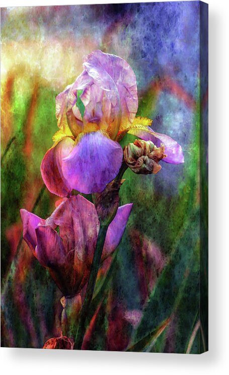 Lavender Acrylic Print featuring the photograph Lavender Iris Impression 0056 IDP_2 by Steven Ward
