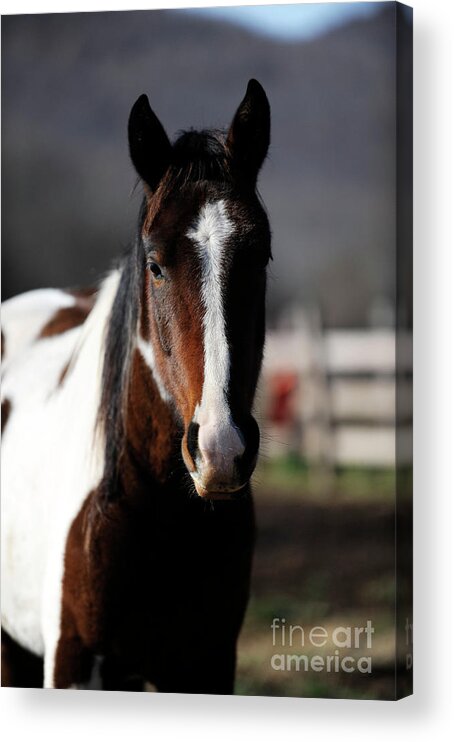 Rosemary Farm Acrylic Print featuring the photograph Leo by Carien Schippers