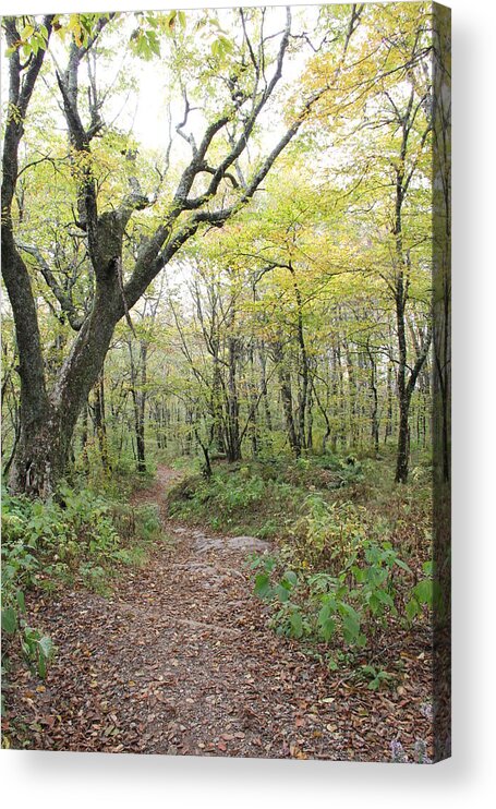 Path Acrylic Print featuring the photograph Light on Path by Allen Nice-Webb