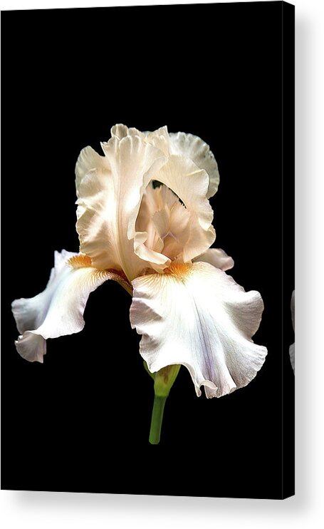 Flower Acrylic Print featuring the photograph Light Pink Iris by Mike Stephens
