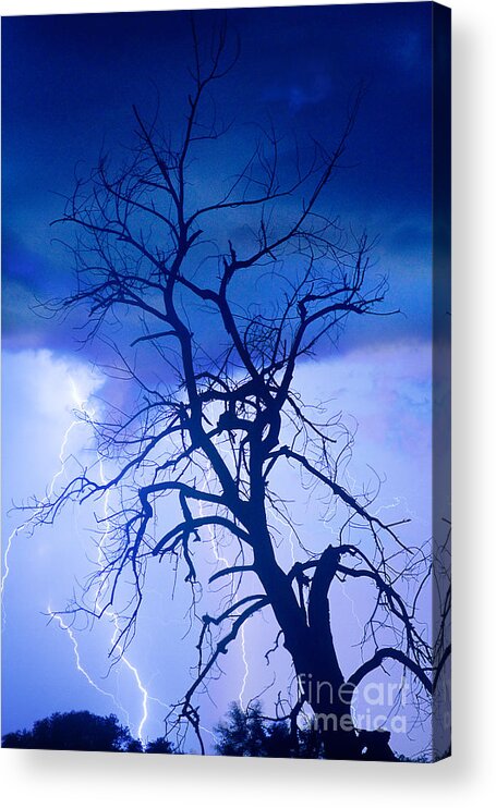 James Bo Insogna Acrylic Print featuring the photograph Lightning Tree Silhouette Portrait by James BO Insogna