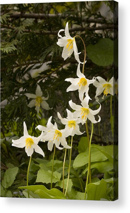 Flowers Acrylic Print featuring the photograph Lily Fantasy by Judy Deist