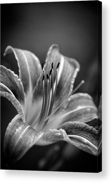 Lily Acrylic Print featuring the photograph Lily In Black and White by Greg and Chrystal Mimbs