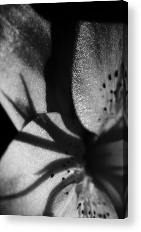Lily In The Shadows Acrylic Print featuring the photograph Lily In the Shadows by Christi Kraft