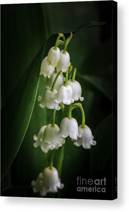 Lily Of The Valley Acrylic Print featuring the photograph Lily Of The Valley Bouquet by Tamara Becker