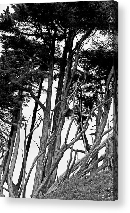 Monterey Pines Acrylic Print featuring the photograph Limbs by Jean Booth