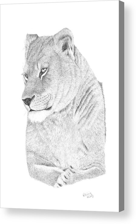 Lioness Acrylic Print featuring the drawing Lioness by Patricia Hiltz
