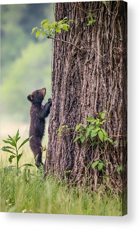 Blue Ridge Mountains Acrylic Print featuring the photograph Little Bear BIg Tree by Sylvia J Zarco