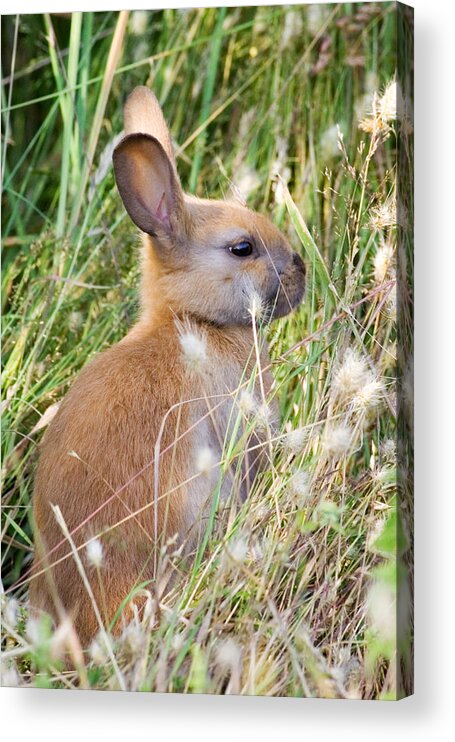 Rabbit Acrylic Print featuring the photograph Little Bunny by Randall Ingalls