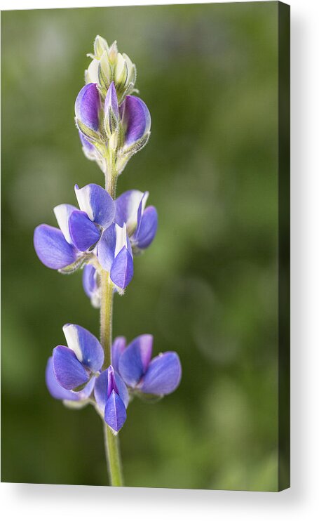 Lupine Acrylic Print featuring the photograph Little Lupine by Denise Bush