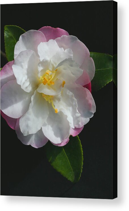 Little Pearl Camellia Acrylic Print featuring the photograph Little Pearl Camellia by Tammy Pool