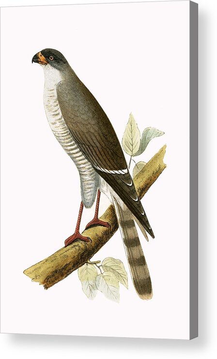 Ornithology Acrylic Print featuring the painting Little Red Billed Hawk by English School