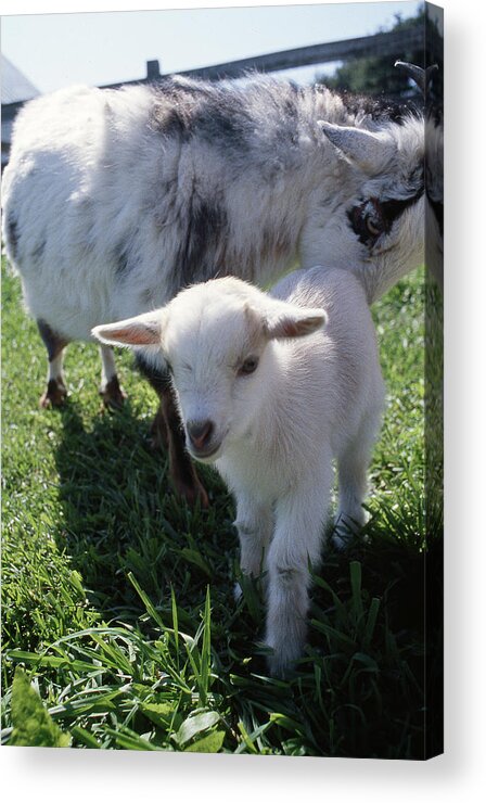 Baby Goat Acrylic Print featuring the photograph Little White Goat by Gregory Blank
