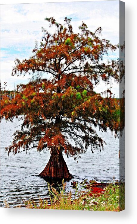 Lake Acrylic Print featuring the photograph Lone Cypress Tree by KayeCee Spain