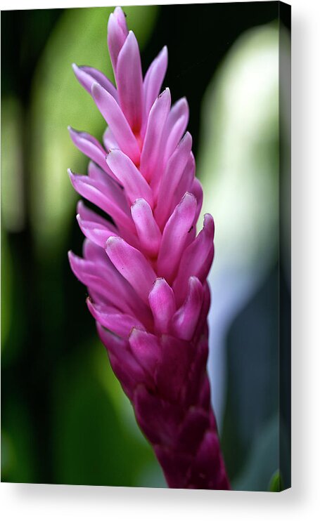 Granger Photography Acrylic Print featuring the photograph Lone Pink Ginger by Brad Granger