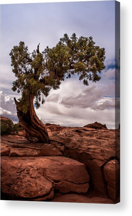 Jay Stockhaus Acrylic Print featuring the photograph Lone Tree by Jay Stockhaus