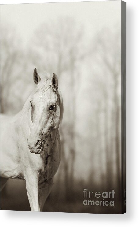Horse Acrylic Print featuring the photograph Lone white wild horse by Dimitar Hristov