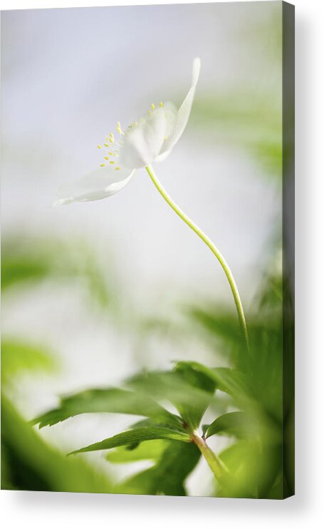 Bloom Acrylic Print featuring the photograph Lonely Wood Anemone - Spring Flower by Dirk Ercken