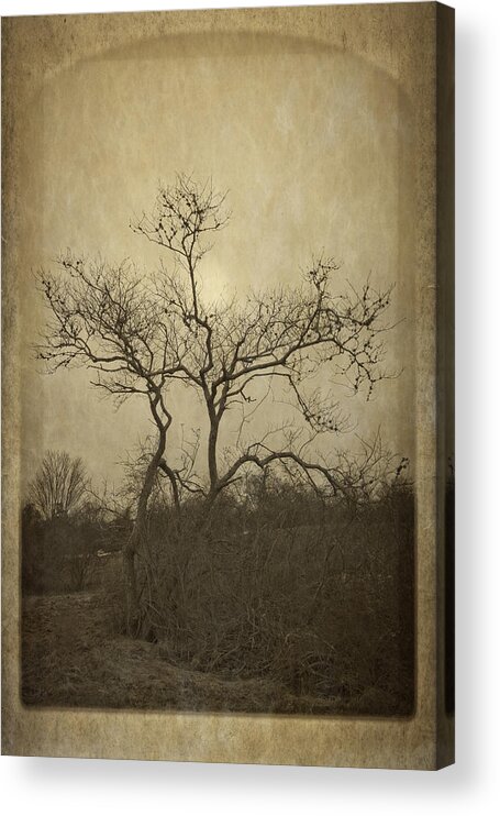 Bare Acrylic Print featuring the photograph Long Pasture Wildlife Perserve. by Frank Winters
