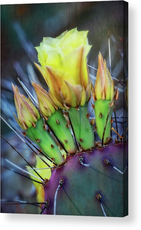 Prickly Pear Cactus Acrylic Print featuring the photograph Long Spined Prickly Pear Cactus by Saija Lehtonen