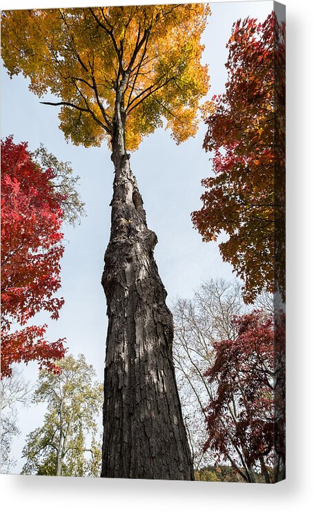 Fall Acrylic Print featuring the photograph Look Up by Glenn DiPaola