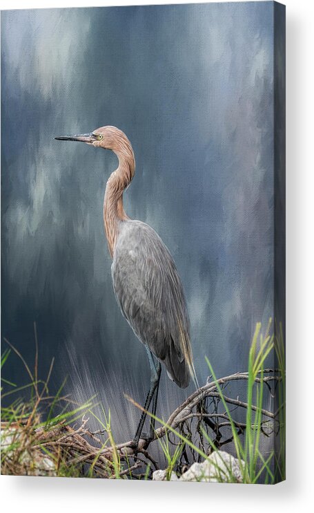 Reddish Egret Acrylic Print featuring the photograph Looking for Food by Kim Hojnacki