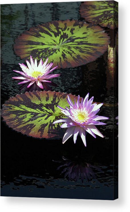 Lotus Acrylic Print featuring the photograph Lotus and Speckled Lily Pads 2928 H_2 by Steven Ward