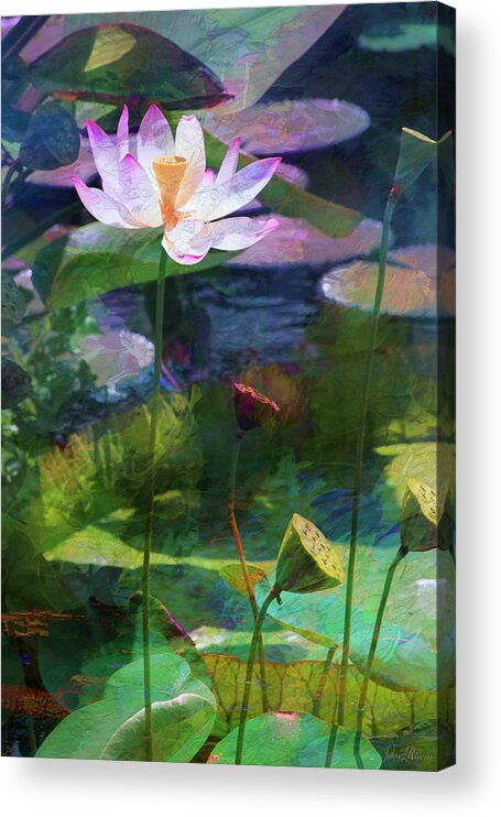 Lotus Acrylic Print featuring the photograph Lotus by John Rivera