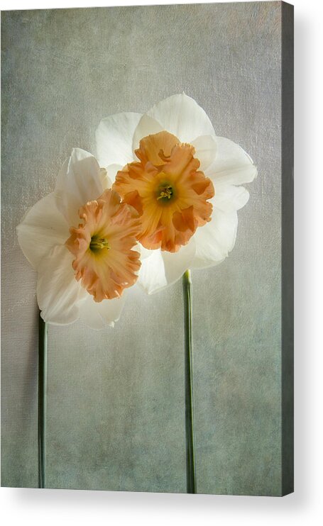 Daffodil Acrylic Print featuring the photograph Love In Bloom by Marina Kojukhova