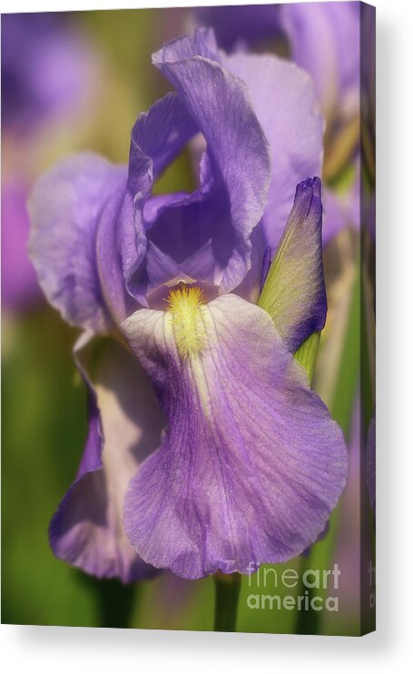 Lovely Purple Iris Acrylic Print featuring the photograph Lovely Purple Iris by Rachel Cohen