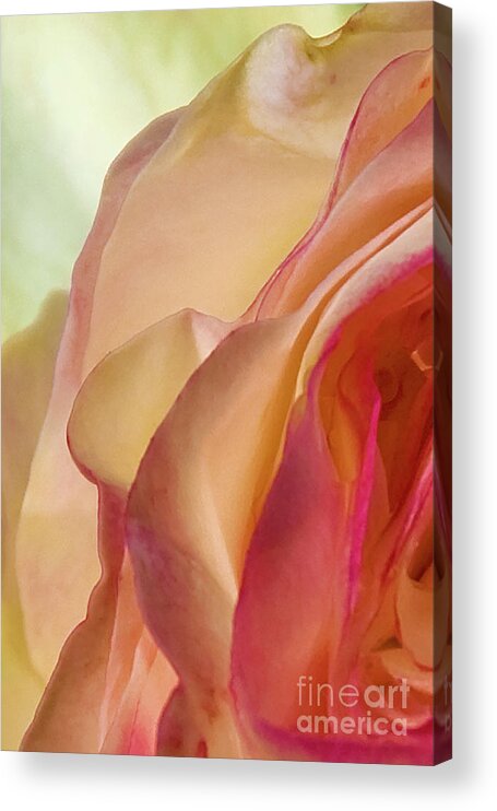 Roses Acrylic Print featuring the photograph Lovely Yellow Rose Aging Vertical by David Zanzinger
