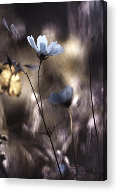 Flower Acrylic Print featuring the photograph Lueur D'automne by Fabien Bravin