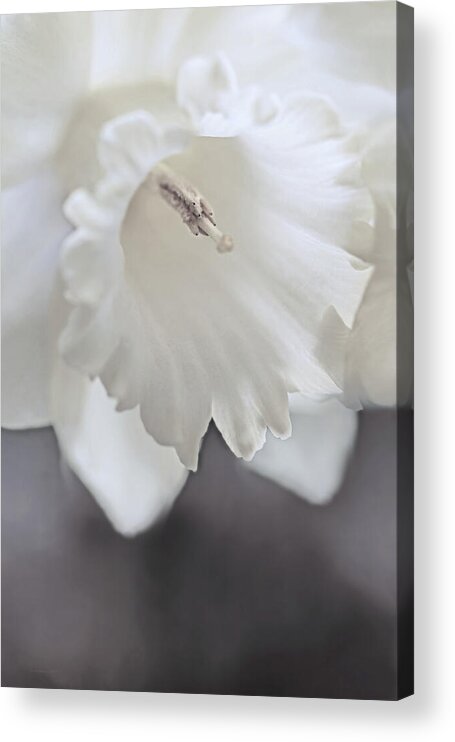 Daffodil Acrylic Print featuring the photograph Luminous Ivory Daffodil Flower by Jennie Marie Schell