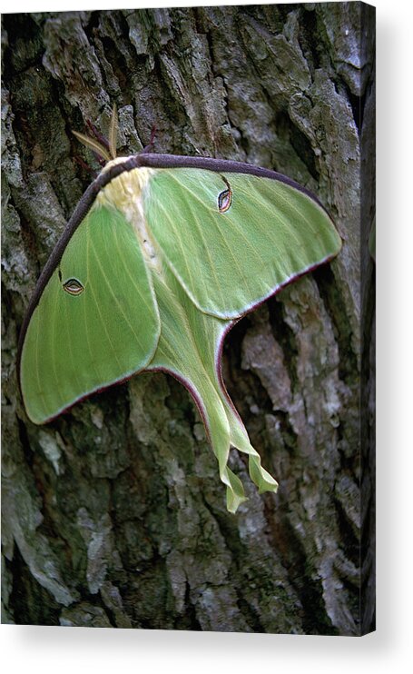 Luna Acrylic Print featuring the photograph Luna Moth by Marie Hicks