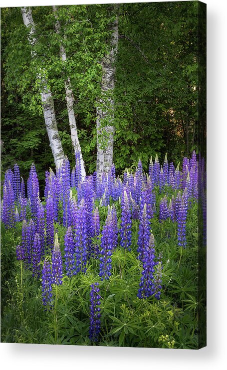 Sugar Hill Acrylic Print featuring the photograph Lupine and Birch Tree by Bill Wakeley