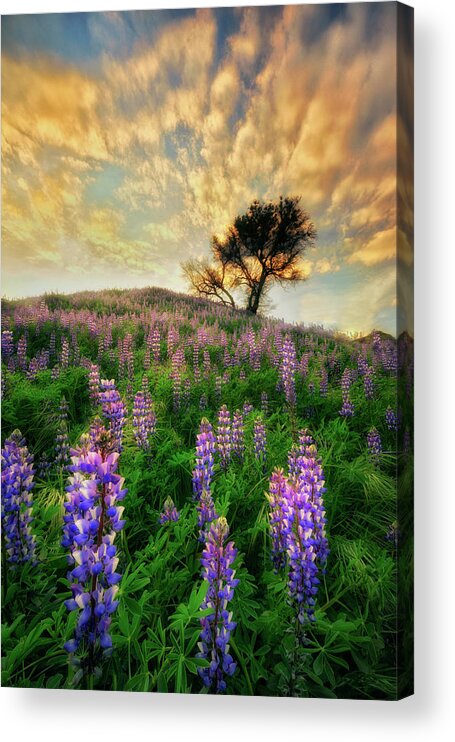 California Acrylic Print featuring the photograph Lupine on Lupine by Nicki Frates
