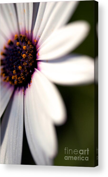Daisy Flower Acrylic Print featuring the photograph Macro Daisy One by Brooke Roby