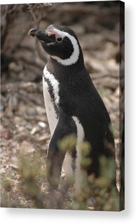 Penguin Acrylic Print featuring the photograph Magellanic Penguin No. 1 by Sandy Taylor