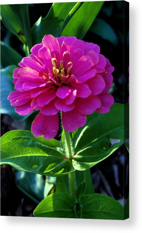 Flower Acrylic Print featuring the photograph Magenta by Jame Hayes