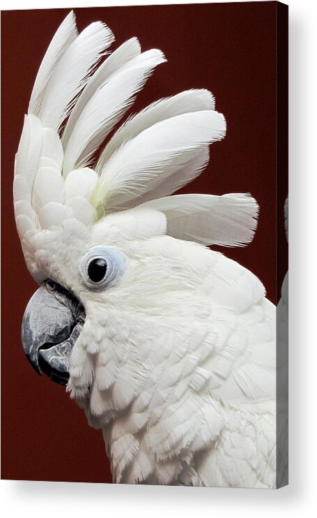 Parrot Acrylic Print featuring the photograph Maggie the Umbrella Cockatoo by Bob Slitzan