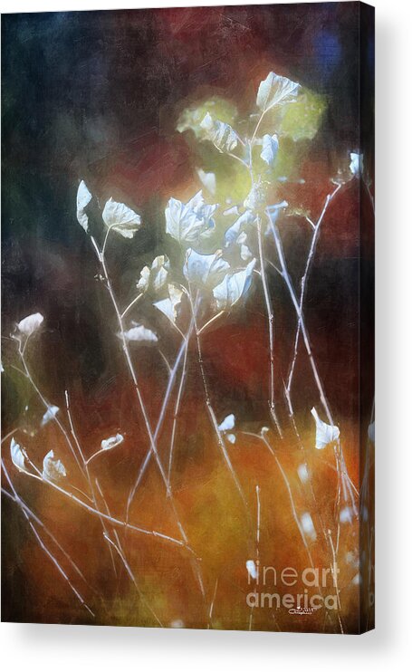 Photo Acrylic Print featuring the photograph Magic Autumn Light by Jutta Maria Pusl